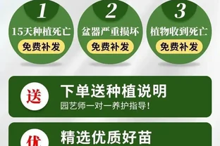 客廳格調升級神器！這4款幸福樹盆栽讓家秒變森氧空間