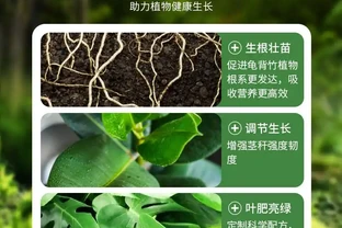 想讓龜背芋重煥生機？這三款營養液堪稱綠植救星，用了之後葉片翠綠、長勢旺盛，讓你的龜背芋秒變「巨型白鶴芋」
