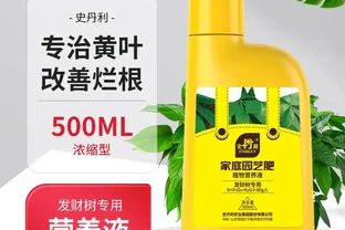 擔心發財樹枯萎？別愁！專業營養液是綠植救星，能讓奄奄一息的發財樹迅速重煥生機，讓你的財富綠植活力滿滿