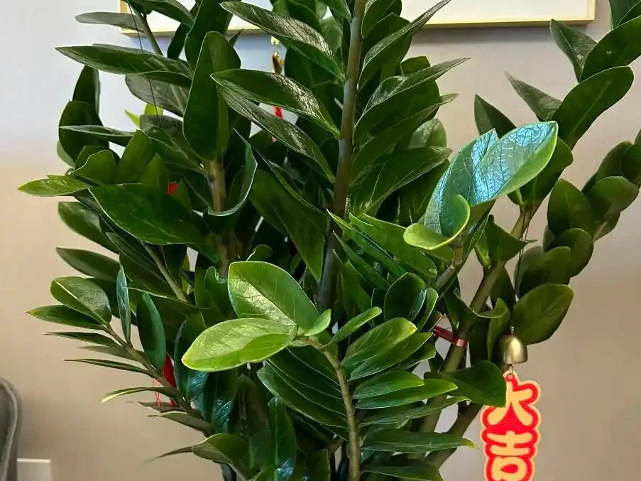 雪鐵芋缺肥?這3個訊號別錯過,用對肥,葉片油亮長勢猛!