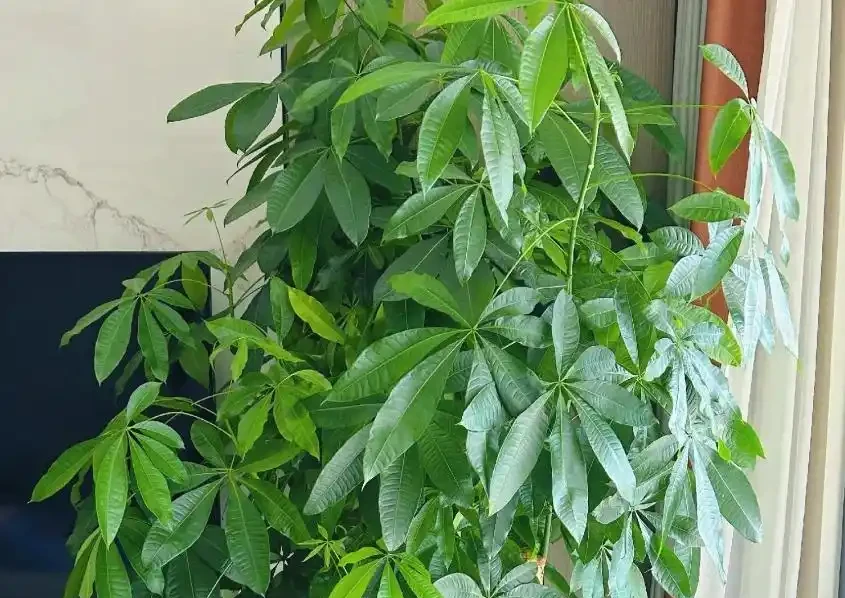 發財樹怎麼澆水不腐根?做對這4點,枝繁葉茂蹭蹭長!