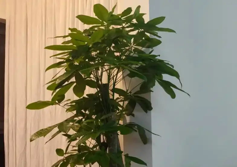 發財樹怎麼澆水不腐根?做對這4點,枝繁葉茂蹭蹭長!