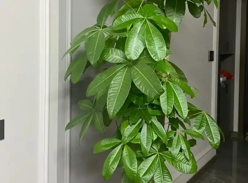 發財樹怎麼澆水不腐根?做對這4點,枝繁葉茂蹭蹭長!