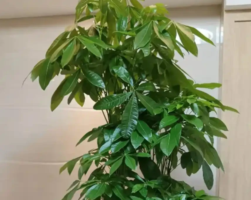 發財樹怎麼澆水不腐根?做對這4點,枝繁葉茂蹭蹭長!