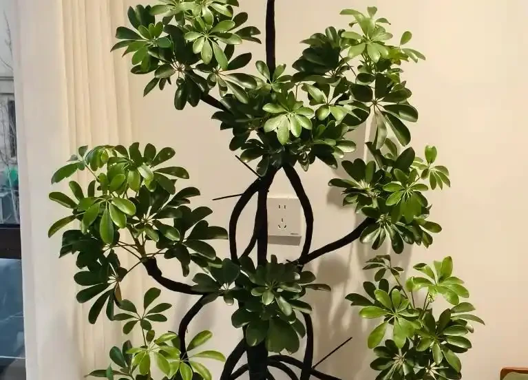 發財樹怎麼澆水不腐根?做對這4點,枝繁葉茂蹭蹭長!