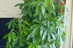 發財樹怎麼澆水不腐根？做對這4點，枝繁葉茂蹭蹭長！