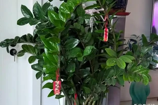 雪鐵芋缺肥？這3個訊號別錯過，用對肥，葉片油亮長勢猛！