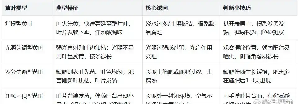 幸福樹黃葉別亂剪!4步救回,半月爆新芽