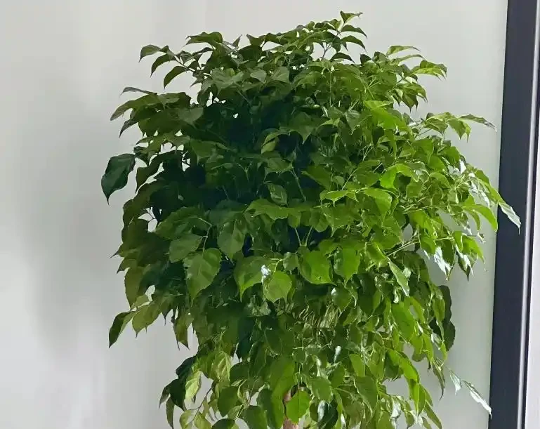 幸福樹黃葉別亂剪!4步救回,半月爆新芽