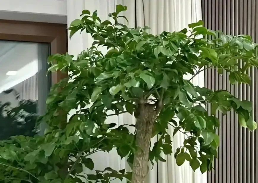 幸福樹黃葉別亂剪!4步救回,半月爆新芽