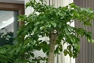 幸福樹黃葉別亂剪！4步救回，半月爆新芽
