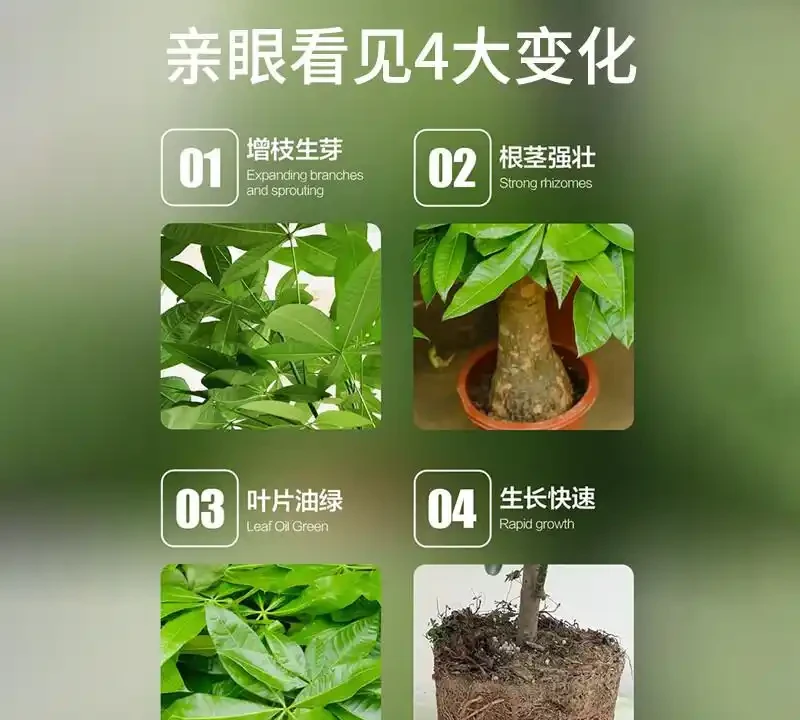 發財樹黃葉腐根愁壞你？別慌！這些神奇營養液能讓綠植快速擺脫困境，重煥生機，讓你的發財樹再次枝繁葉茂