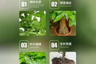 發財樹黃葉腐根愁壞你？別慌！這些神奇營養液能讓綠植快速擺脫困境，重煥生機，讓你的發財樹再次枝繁葉茂