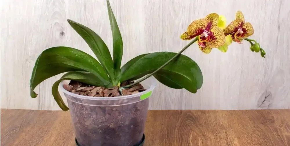 盆栽的土面上的鋪面石對植物弊大於利,你還在用嗎?