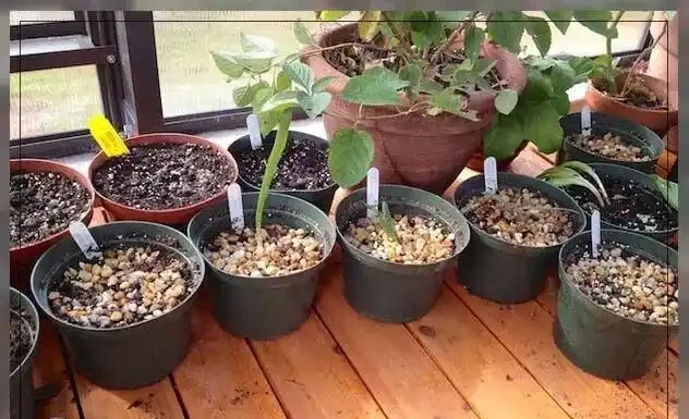 盆栽的土面上的鋪面石對植物弊大於利,你還在用嗎?
