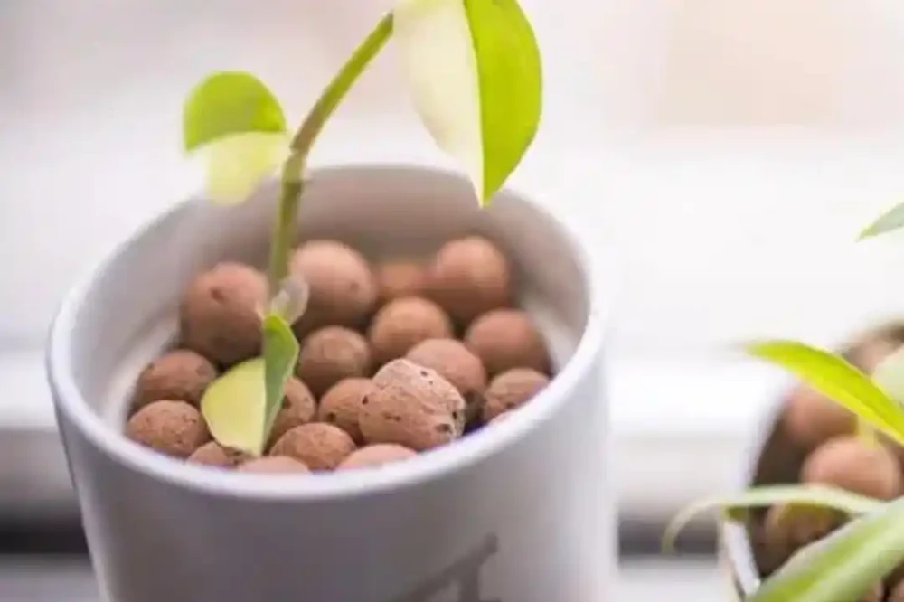 盆栽的土面上的鋪面石對植物弊大於利,你還在用嗎?