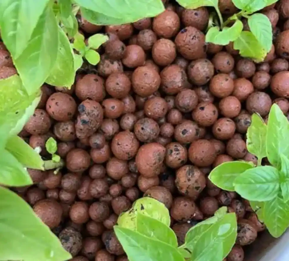 盆栽的土面上的鋪面石對植物弊大於利,你還在用嗎?