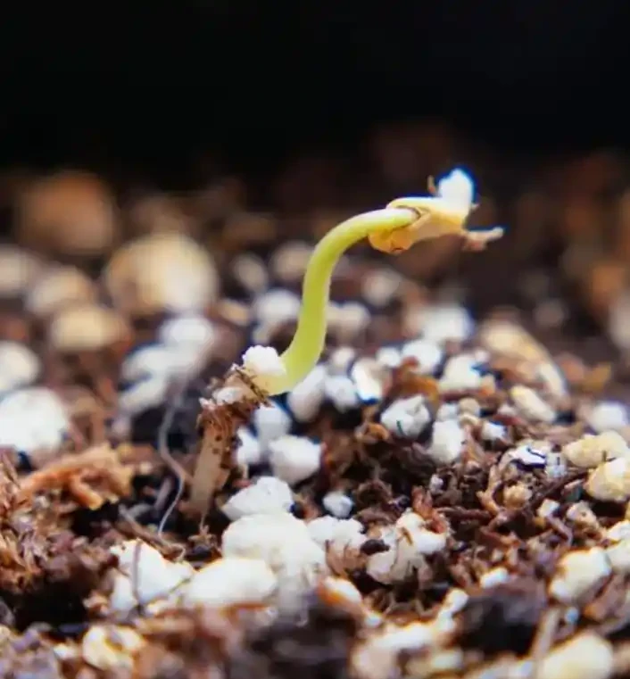 盆栽的土面上的鋪面石對植物弊大於利,你還在用嗎?