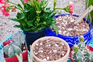 盆栽的土面上的鋪面石對植物弊大於利，你還在用嗎？