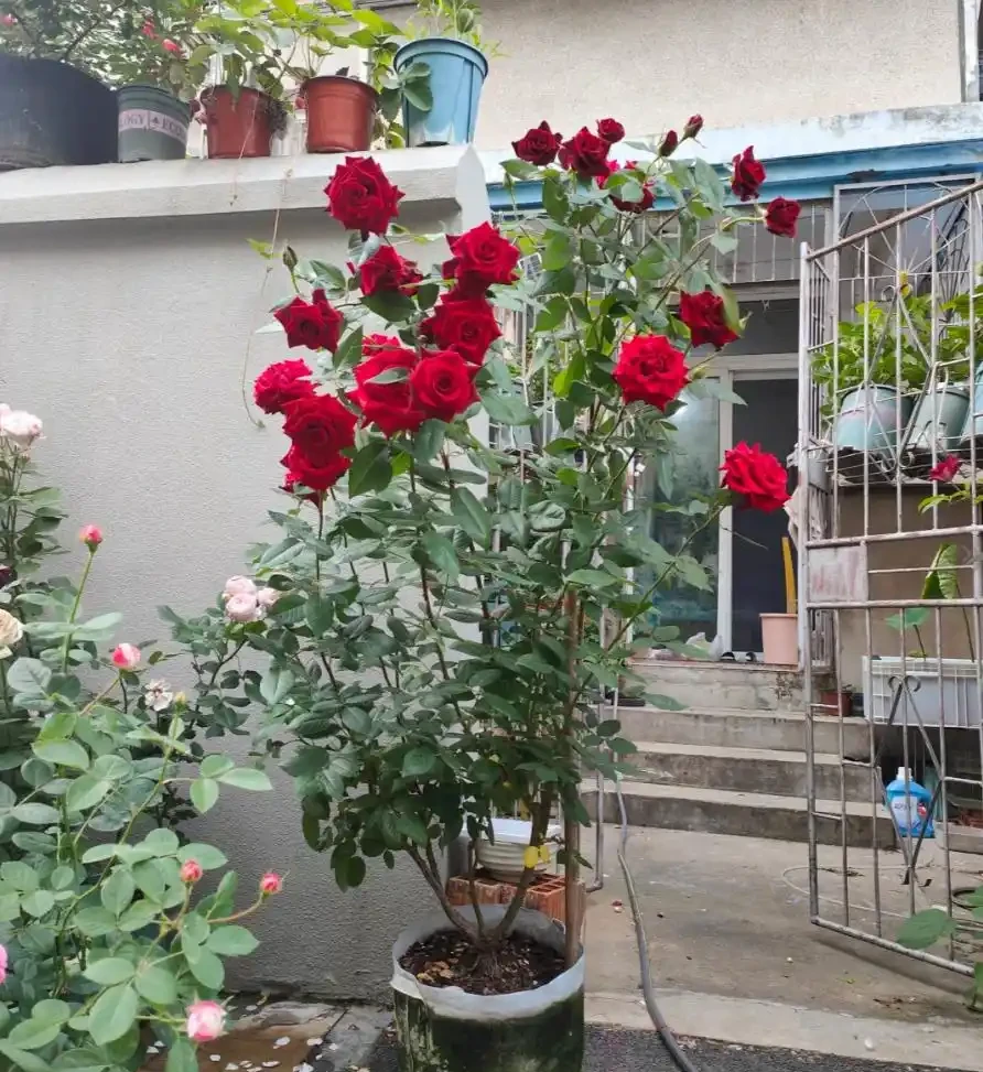 你的玫瑰只開一季?做好「花後整枝」和餵飽它,復花很容易