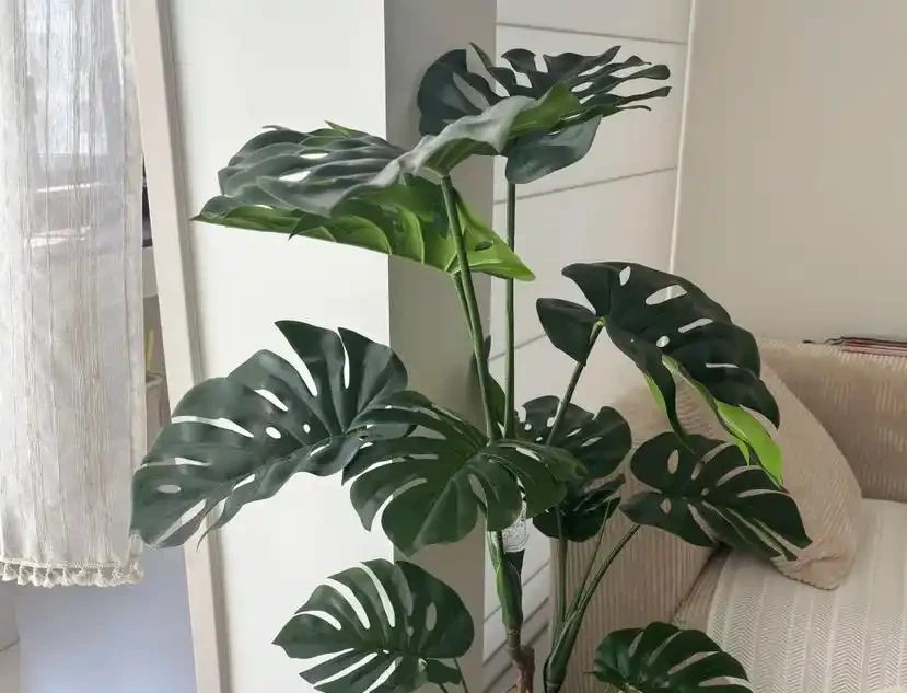 養龜背芋別亂澆水!3招防黃葉,新芽蹭蹭冒
