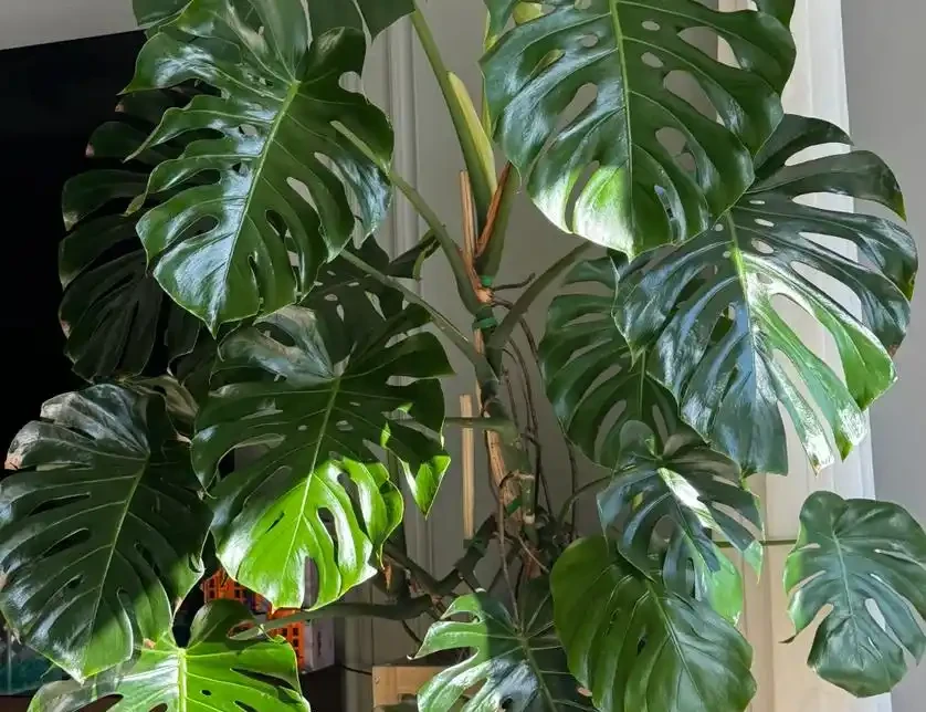 養龜背芋別亂澆水!3招防黃葉,新芽蹭蹭冒