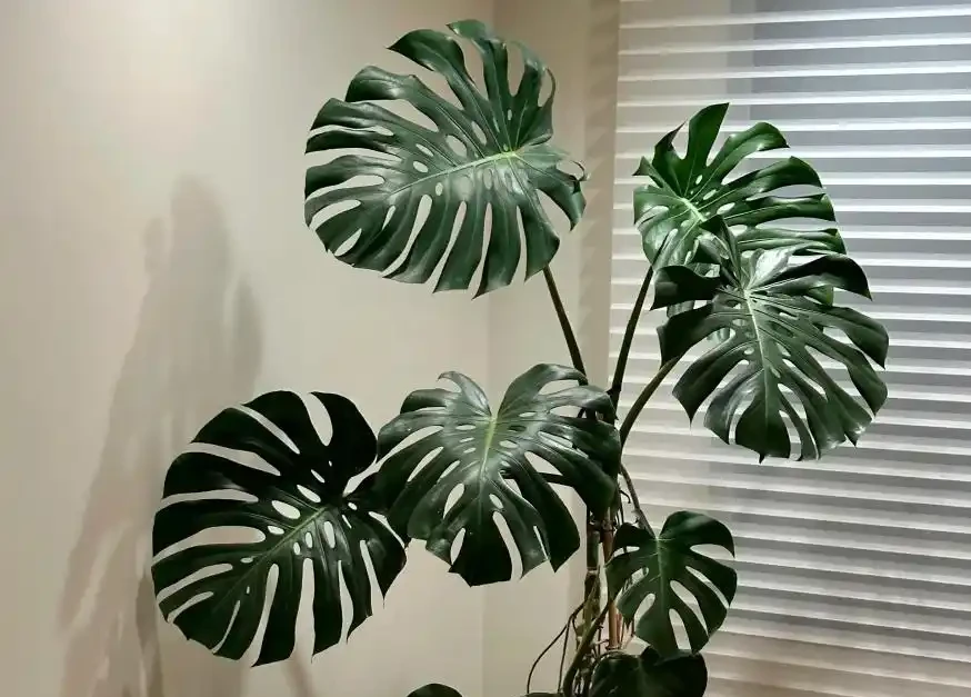 養龜背芋別亂澆水!3招防黃葉,新芽蹭蹭冒