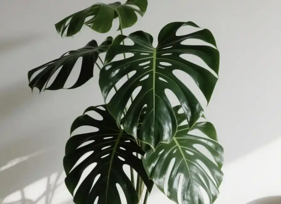 養龜背芋別亂澆水!3招防黃葉,新芽蹭蹭冒