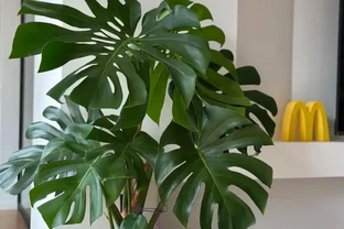 養龜背芋別亂澆水！3招防黃葉，新芽蹭蹭冒