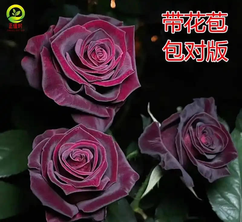 想擁有私家玫瑰園?從玫瑰種植到食用的全流程指南來了,掌握這些方法,讓你輕鬆打造專屬浪漫花海
