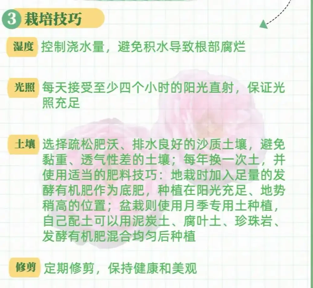 想擁有私家玫瑰園?從玫瑰種植到食用的全流程指南來了,掌握這些方法,讓你輕鬆打造專屬浪漫花海