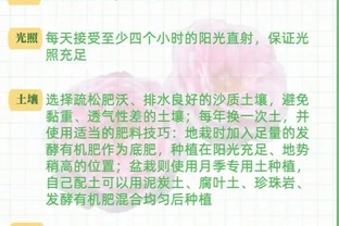 想擁有私家玫瑰園？從玫瑰種植到食用的全流程指南來了，掌握這些方法，讓你輕鬆打造專屬浪漫花海