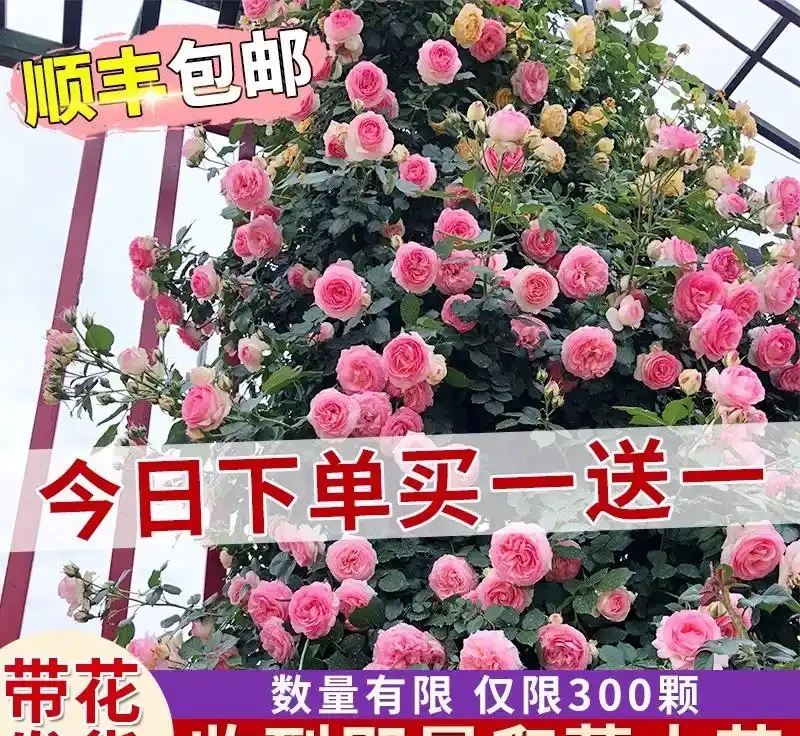 想擁有夢幻花園?紅木香薔薇爬藤玫瑰種植養護指南來了,掌握方法讓花園秒變仙境,開啟浪漫園藝之旅