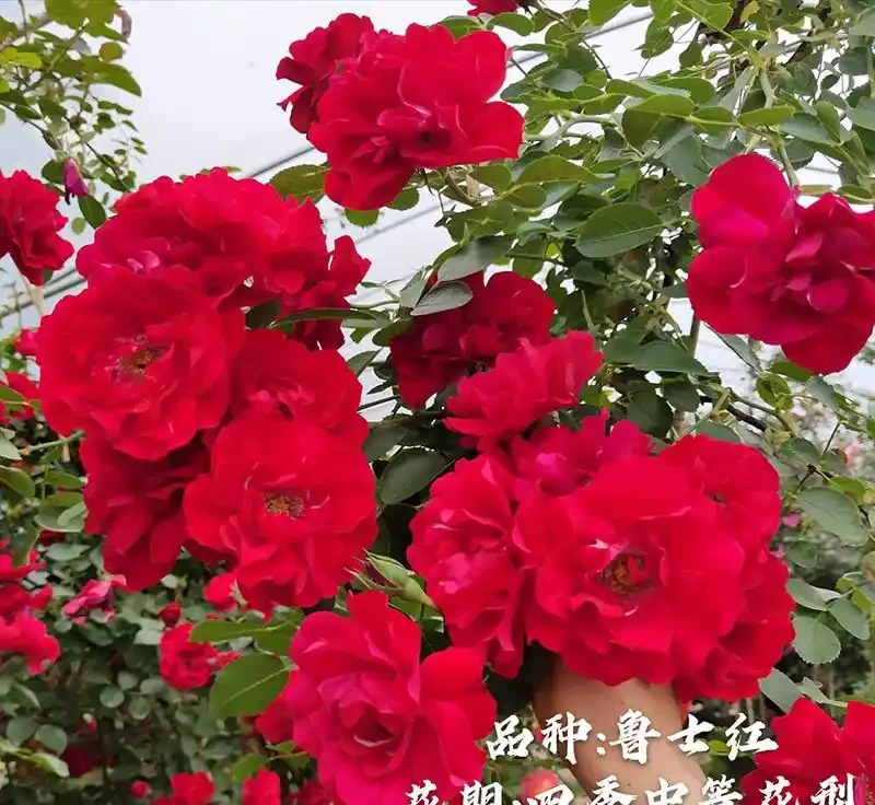 想擁有夢幻花園?紅木香薔薇爬藤玫瑰種植養護指南來了,掌握方法讓花園秒變仙境,開啟浪漫園藝之旅