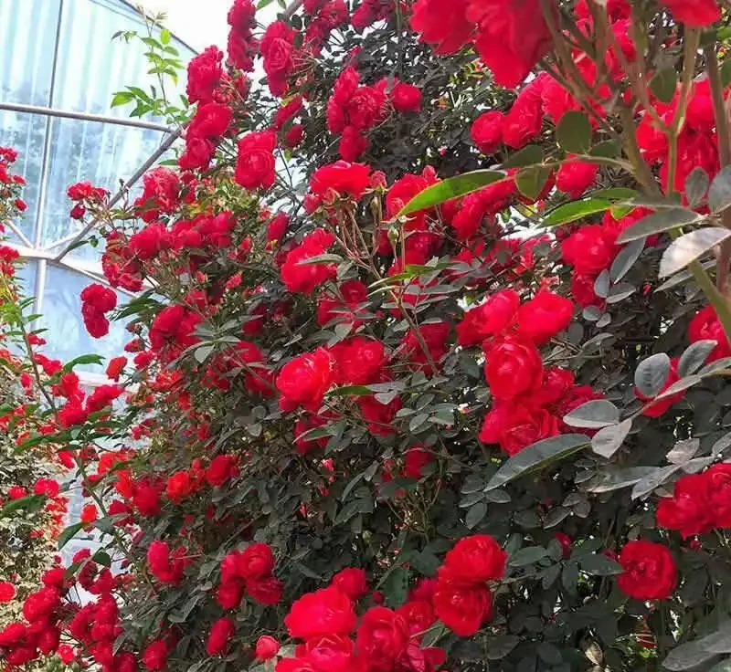 想擁有夢幻花園?紅木香薔薇爬藤玫瑰種植養護指南來了,掌握方法讓花園秒變仙境,開啟浪漫園藝之旅