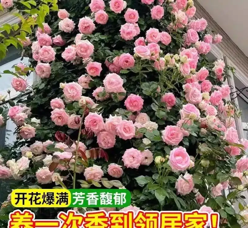 想擁有夢幻花園?紅木香薔薇爬藤玫瑰種植養護指南來了,掌握方法讓花園秒變仙境,開啟浪漫園藝之旅