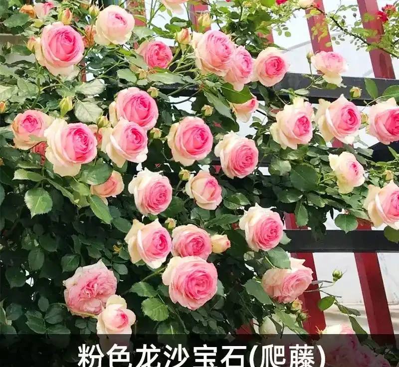 想擁有夢幻花園?紅木香薔薇爬藤玫瑰種植養護指南來了,掌握方法讓花園秒變仙境,開啟浪漫園藝之旅