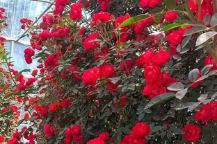 想擁有夢幻花園？紅木香薔薇爬藤玫瑰種植養護指南來了，掌握方法讓花園秒變仙境，開啟浪漫園藝之旅