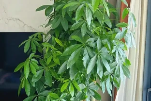 養發財樹最怕腐根？澆水記住「3坑」，葉片油綠冒新枝！