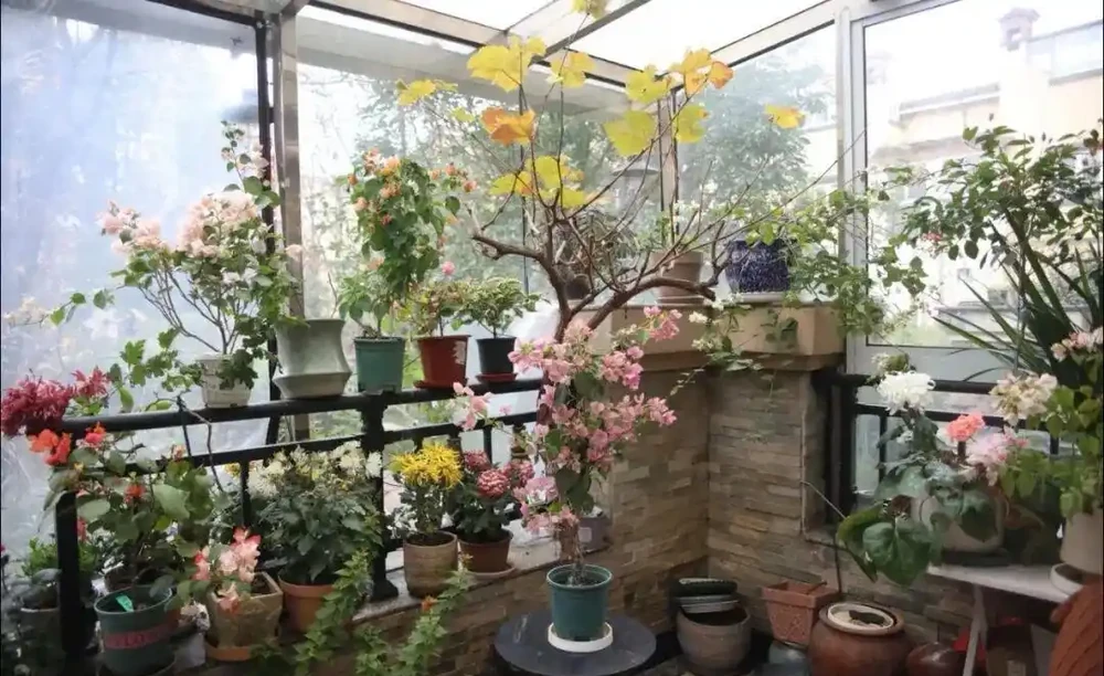養花秘笈:捨得剪,才長得旺!修剪「下狠手」,就是給花草「謀前程」