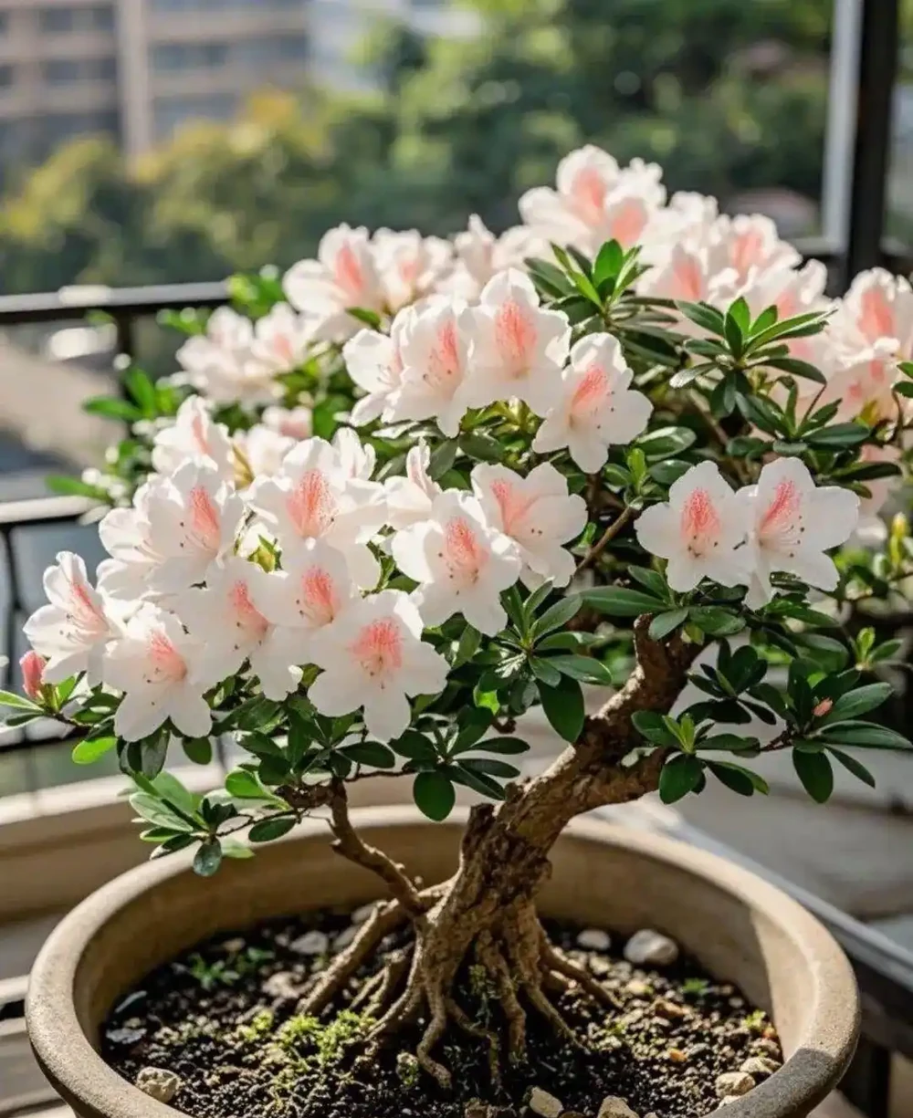 養花秘笈:捨得剪,才長得旺!修剪「下狠手」,就是給花草「謀前程」