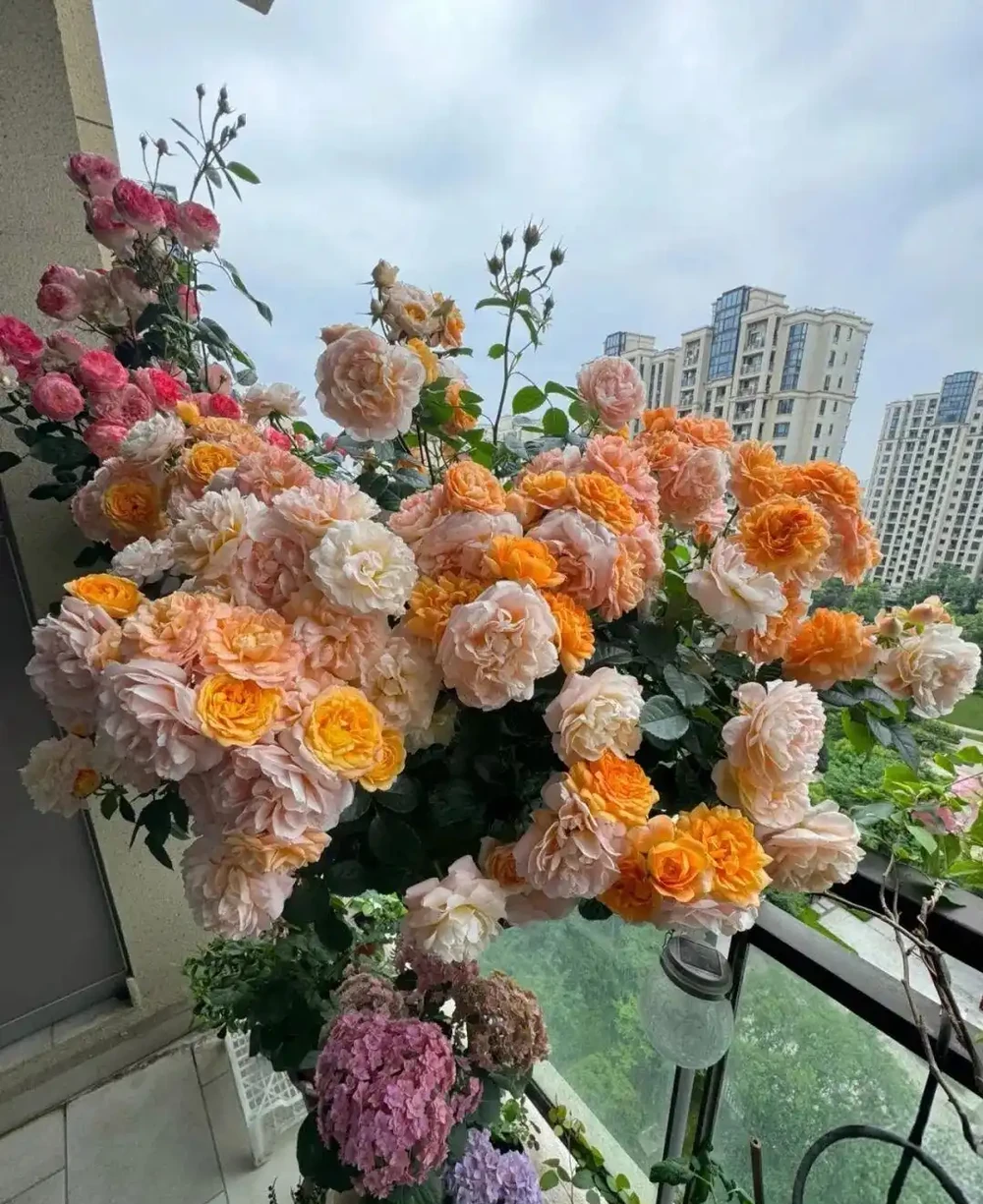 養花秘笈:捨得剪,才長得旺!修剪「下狠手」,就是給花草「謀前程」