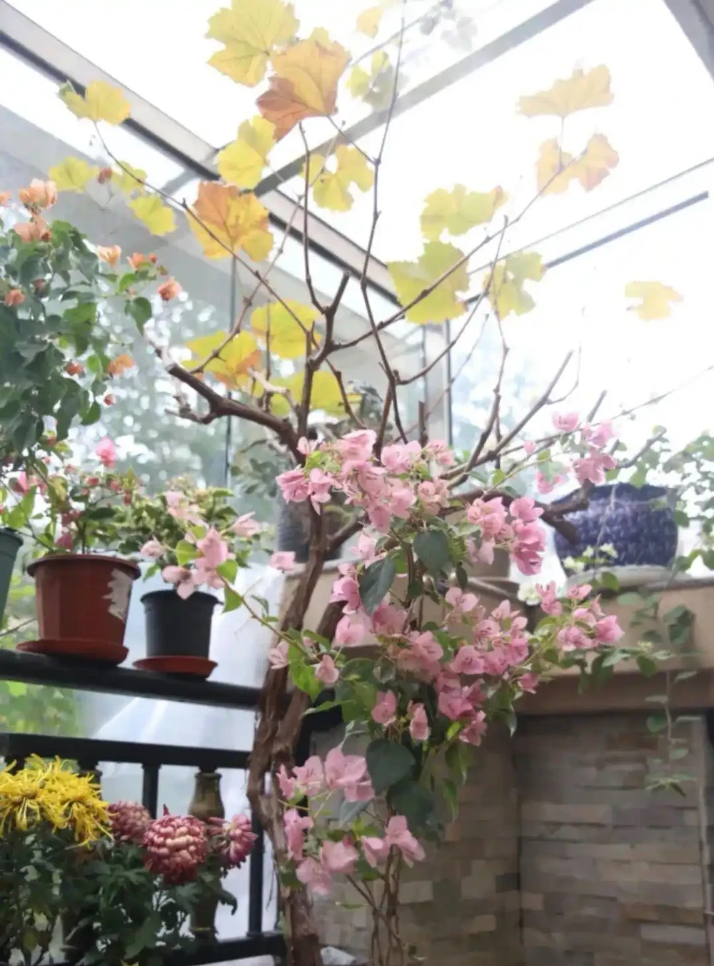 養花秘笈:捨得剪,才長得旺!修剪「下狠手」,就是給花草「謀前程」