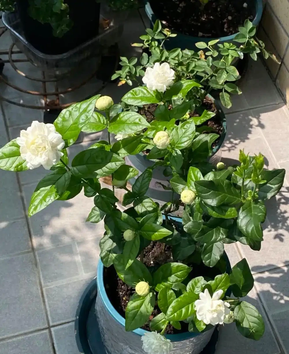 養花秘笈:捨得剪,才長得旺!修剪「下狠手」,就是給花草「謀前程」