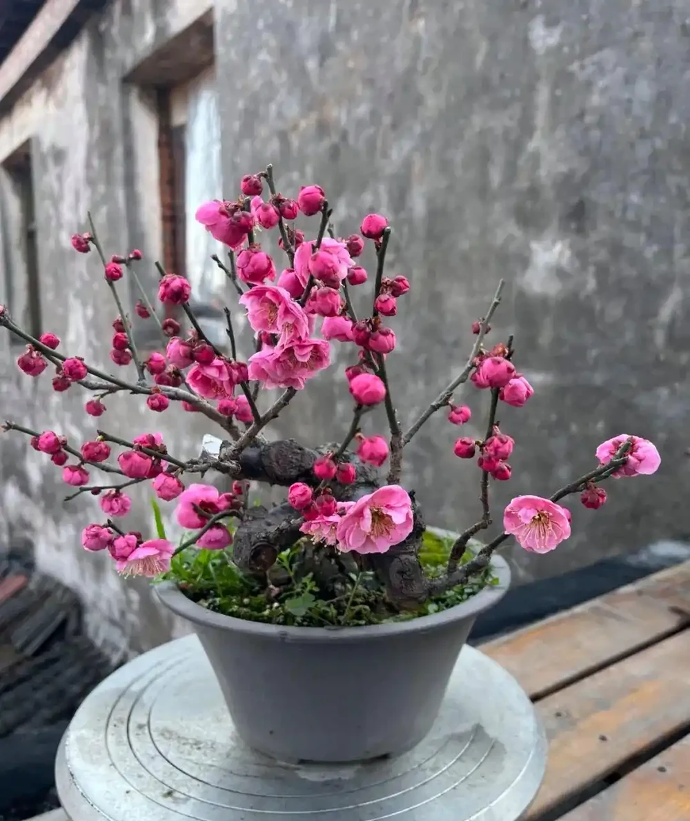 養花秘笈:捨得剪,才長得旺!修剪「下狠手」,就是給花草「謀前程」
