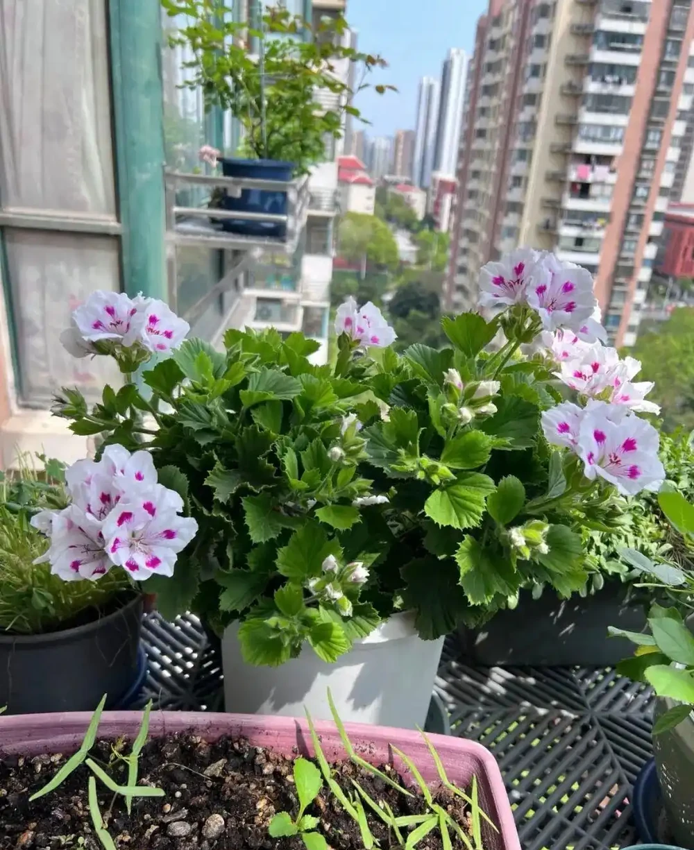 養花秘笈:捨得剪,才長得旺!修剪「下狠手」,就是給花草「謀前程」