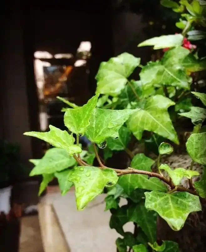 養花秘笈:捨得剪,才長得旺!修剪「下狠手」,就是給花草「謀前程」