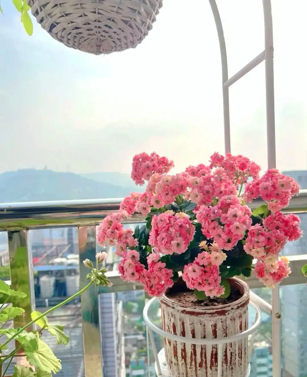養花秘笈:捨得剪,才長得旺!修剪「下狠手」,就是給花草「謀前程」