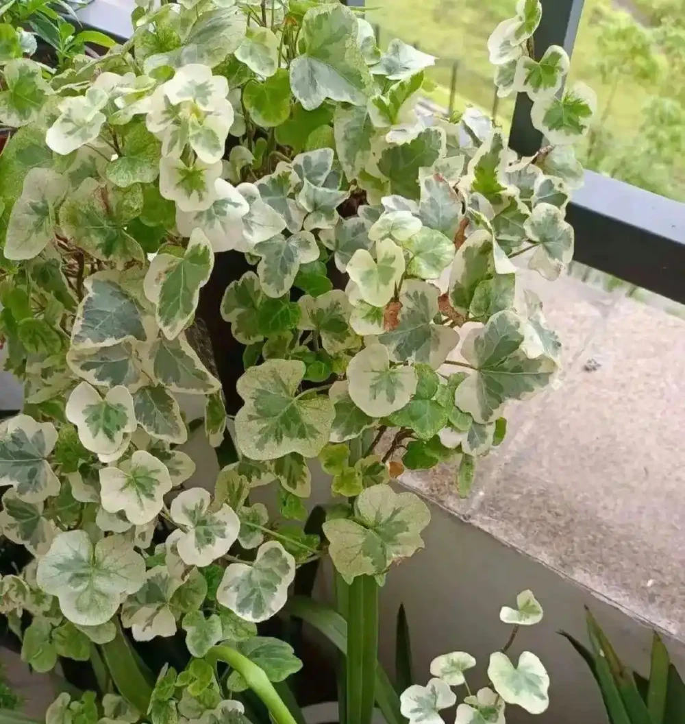 養花秘笈:捨得剪,才長得旺!修剪「下狠手」,就是給花草「謀前程」