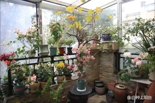 養花秘笈：捨得剪，才長得旺！修剪「下狠手」，就是給花草「謀前程」